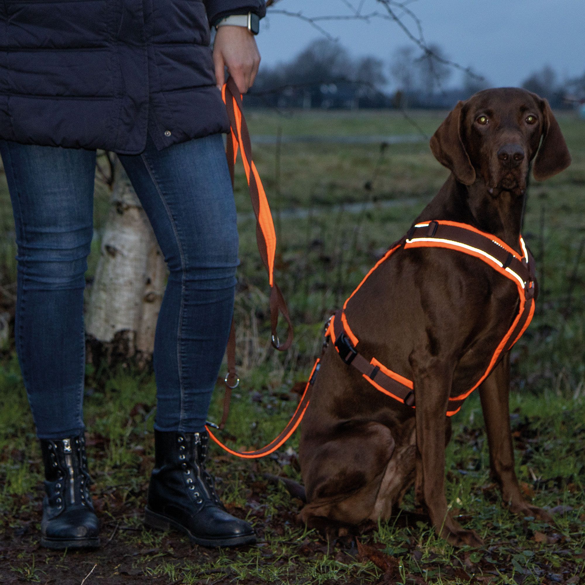 Brustgeschirr Protect - Hundebrustgeschirr - leuchtgelb/grau Gr.L