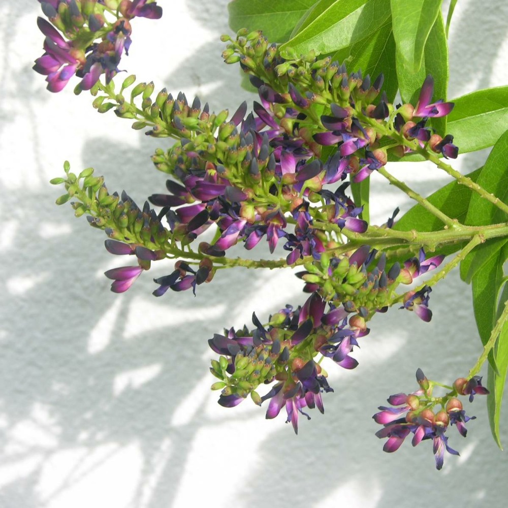 Glycine d'été japonica satsuma/milletia japonica satsuma[-]pot de 3l - echelle bambou 60/120 cm