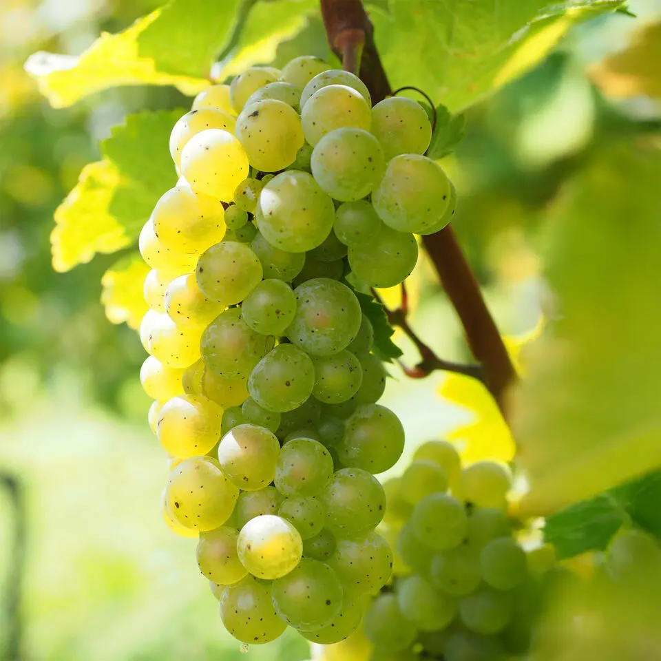 Druivenplant - Set van 3 - Vitis vinifera 'Chardonnay' - Hoogte 25-40cm - ⌀9cm