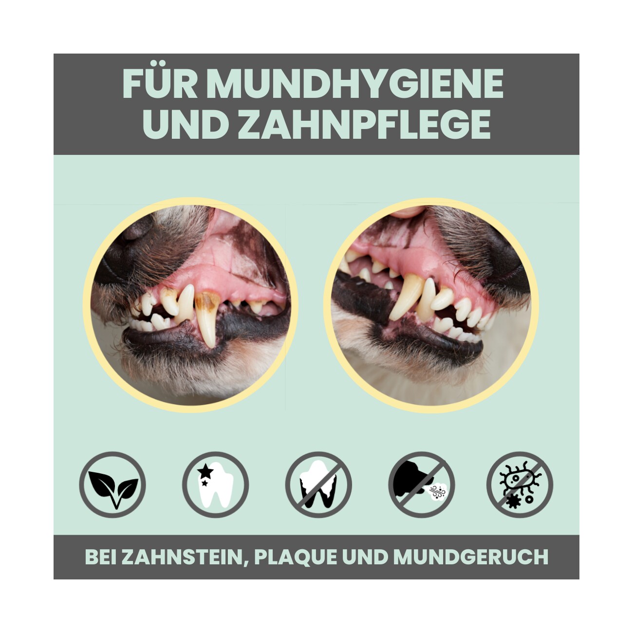noms+ Dentalspray bei Zahnstein für Hunde und Katzen 100ml