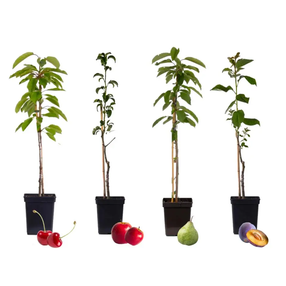 Mix fruitzuilen - Set van 4 - Malus, Pryus, Prunus - Hoogte 60-70cm - ⌀9cm