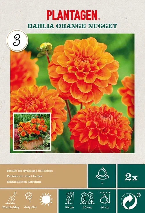 Dahlia x pinnata (Decorative Group) 'Orange Nugget' Dekorativ georgine 'Orange Nugget’ 2 pk
