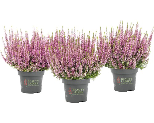Bud Heather Mix FloraSelf Calluna vulgaris 'Beauty Ladies' Ø 11 cm pot, willekeurige variëteitselectie, effen kleur