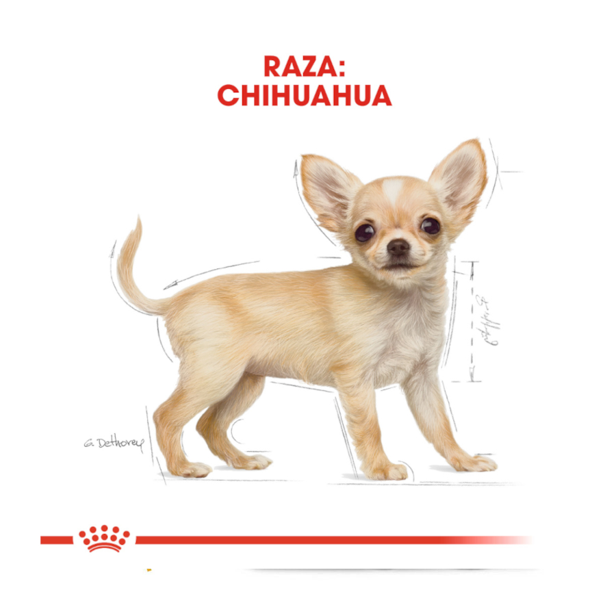 Ração Royal Canin para filhotes de Chihuahua