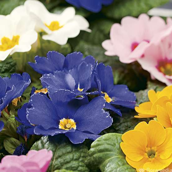 Primevères en jardinière de 40cm couleur - Coloris variables