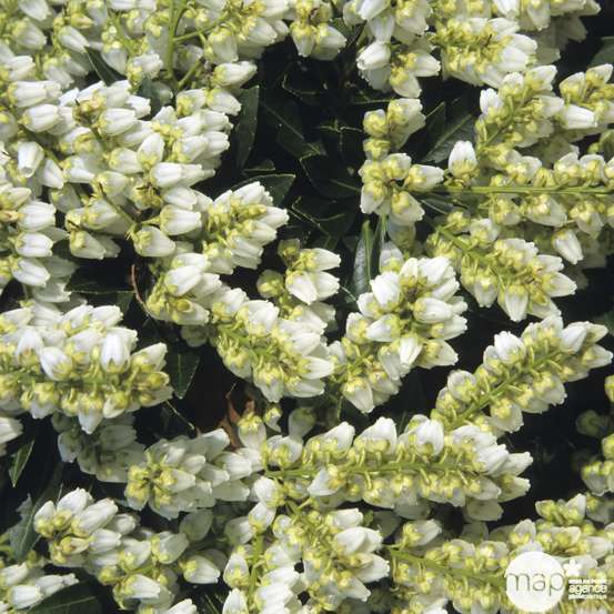 Pieris japonica ' Cupido ' : H. 40/50 cm ctr 6L
