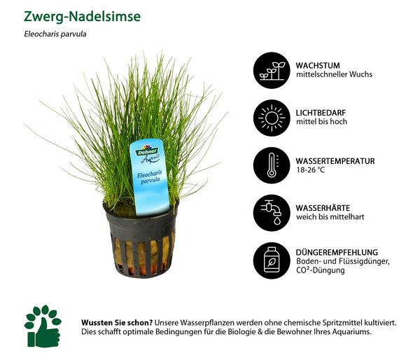 Dehner Aqua Zwerg-Nadelsimse - Eleocharis