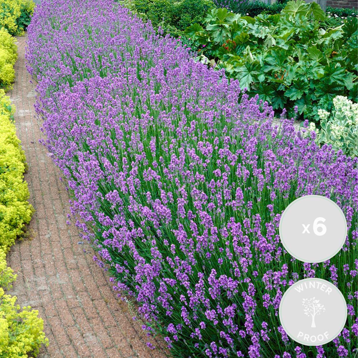 6x Lavandula angustifolia 'Ardèche' - lavendel - struik - winterhart - ⌀12 cm - ↕20-25 cm