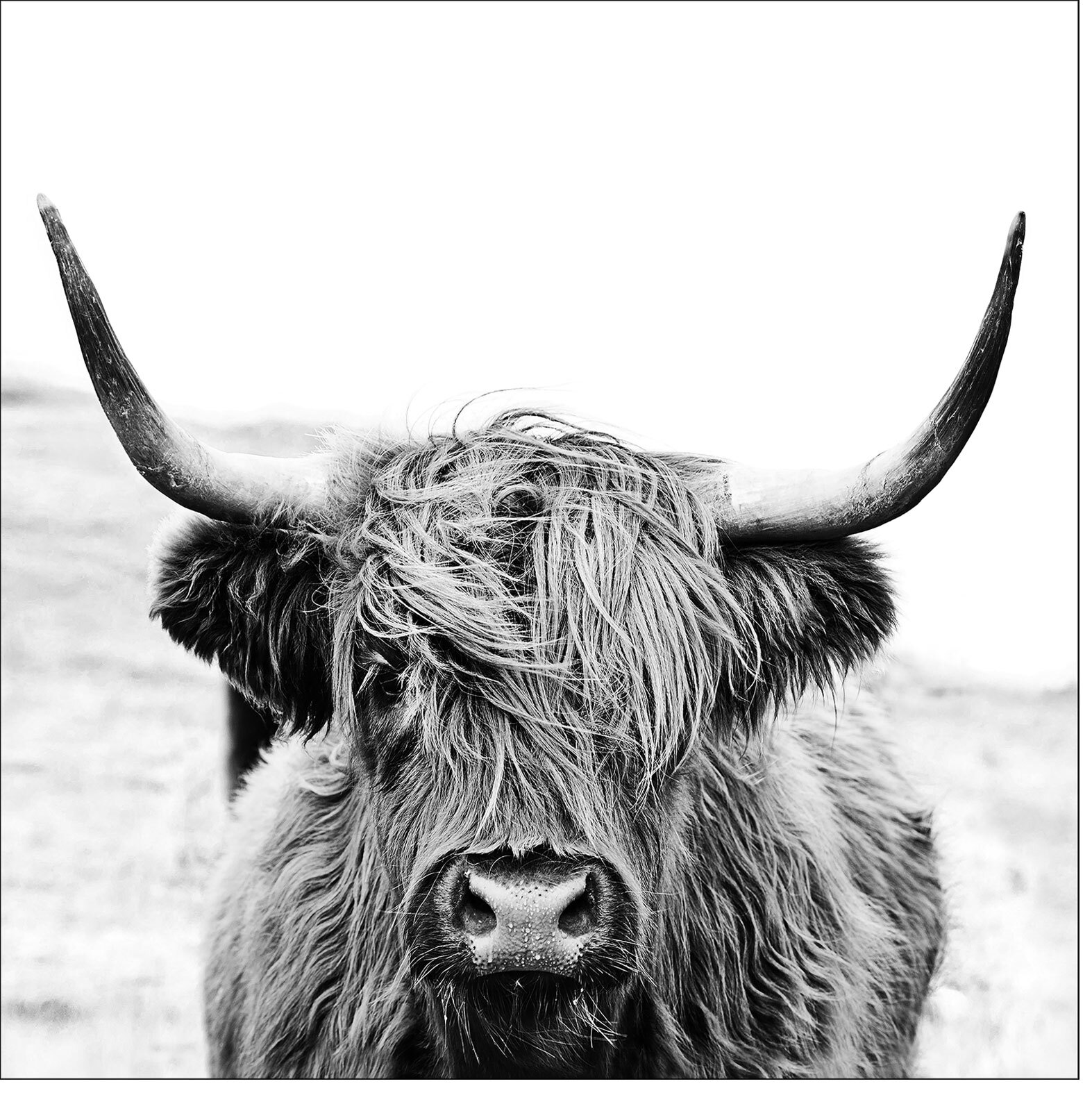 PRO ART Glas-Art SCOTT Bild HIGHLND CATTLE II 20 x 20 cm