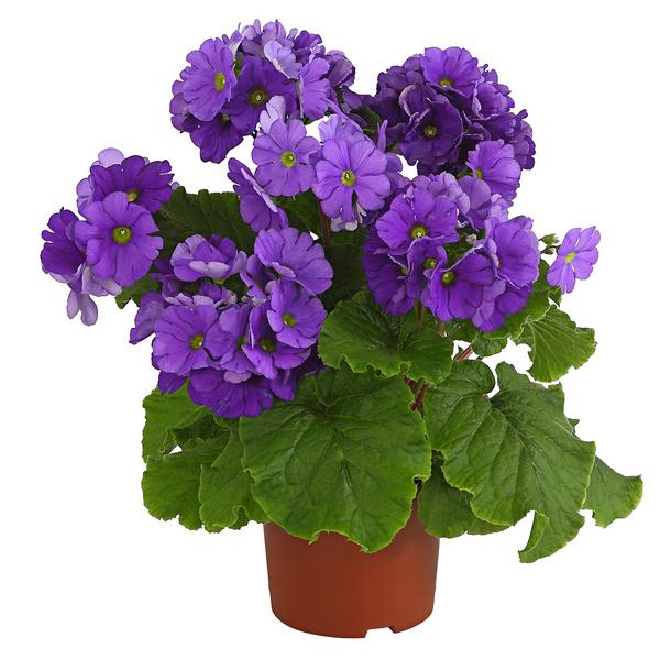 Becherprimel - Primula obconica 'Touch Me'