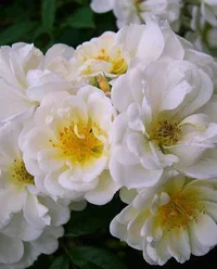 Rosa (Helenae Group) 'Lykkefund' Klatrerose 'Lykkefund' Ø19 cm