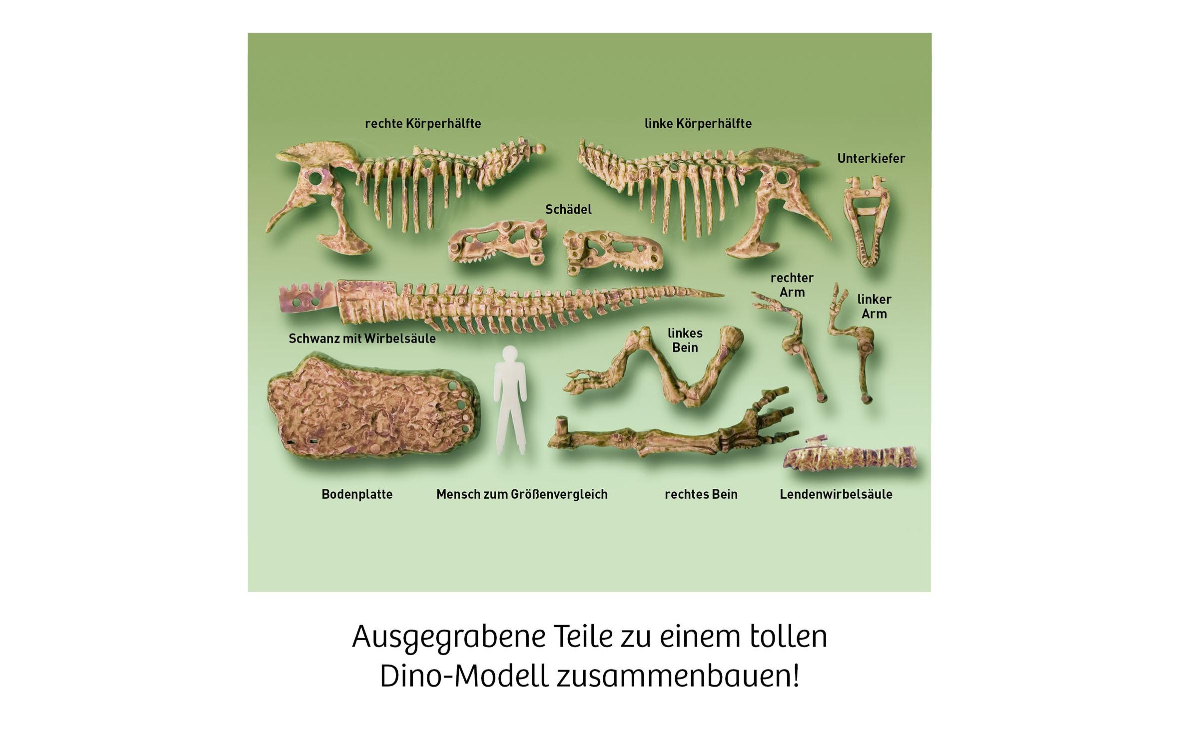 Experimentierkasten T-Rex 3DT-Rex-Skelett zum Ausgraben