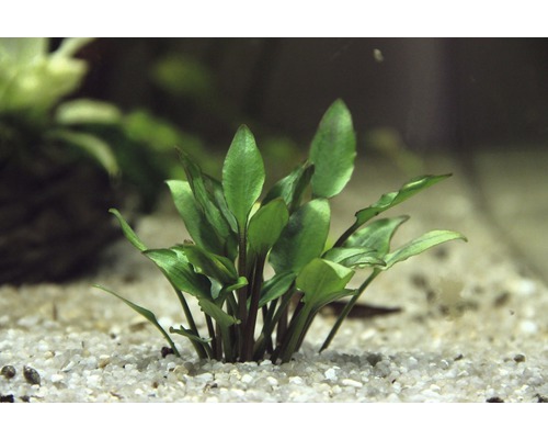 Waterbeker 5 cm groen - Cryptocoryne lutea 'Hobbit'