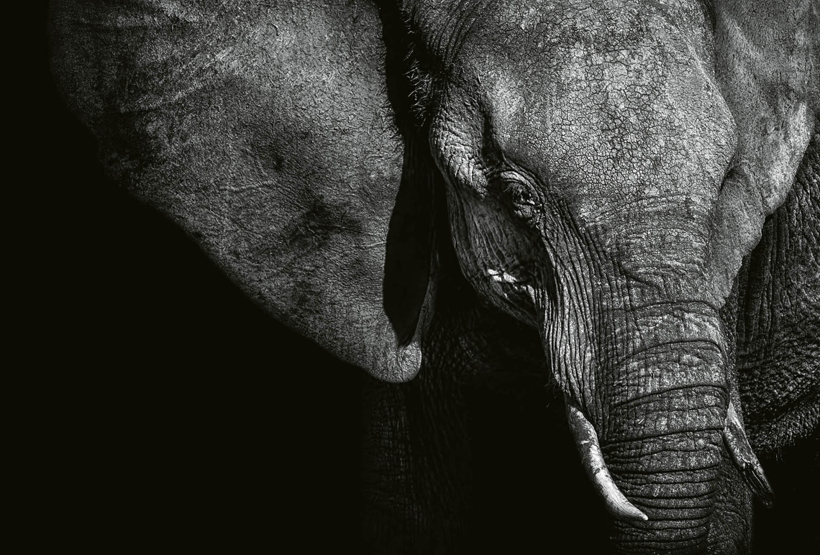 Fototapete DESIGNWALLS 2.0 - schwarz-grau - Elefant - 2,6 Meter
