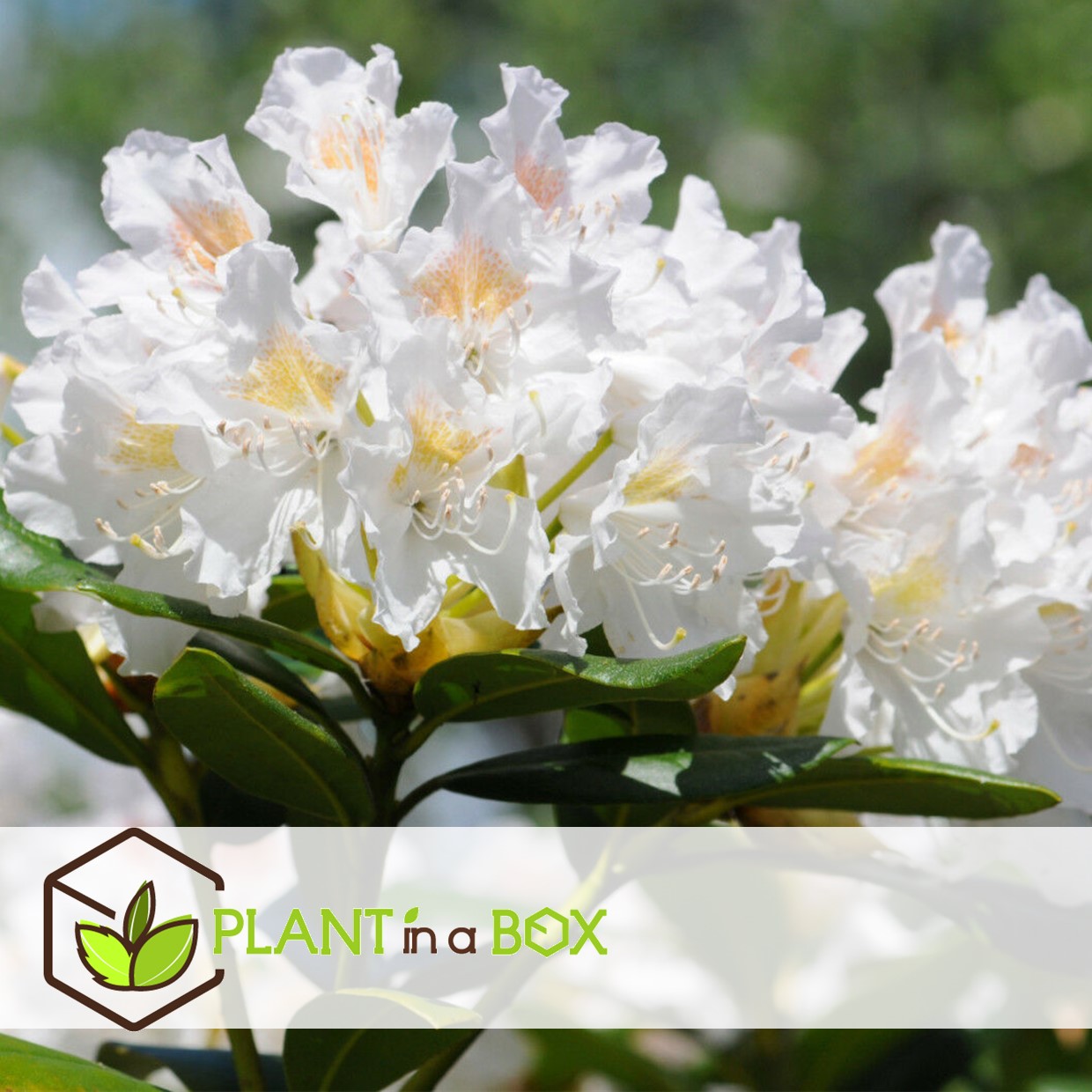 Rhododendron cunningham white - blanc - set de 3 - pot 9cm - hauteur 25-40cm