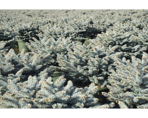 Blauwe Noorse spar op stam FloraSelf Picea pungens 'Glauca Globosa' H 40 cm Co 10 L