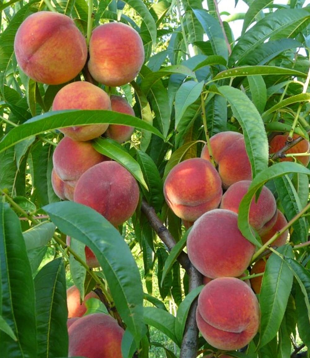Pfirsich 'Majorita®'