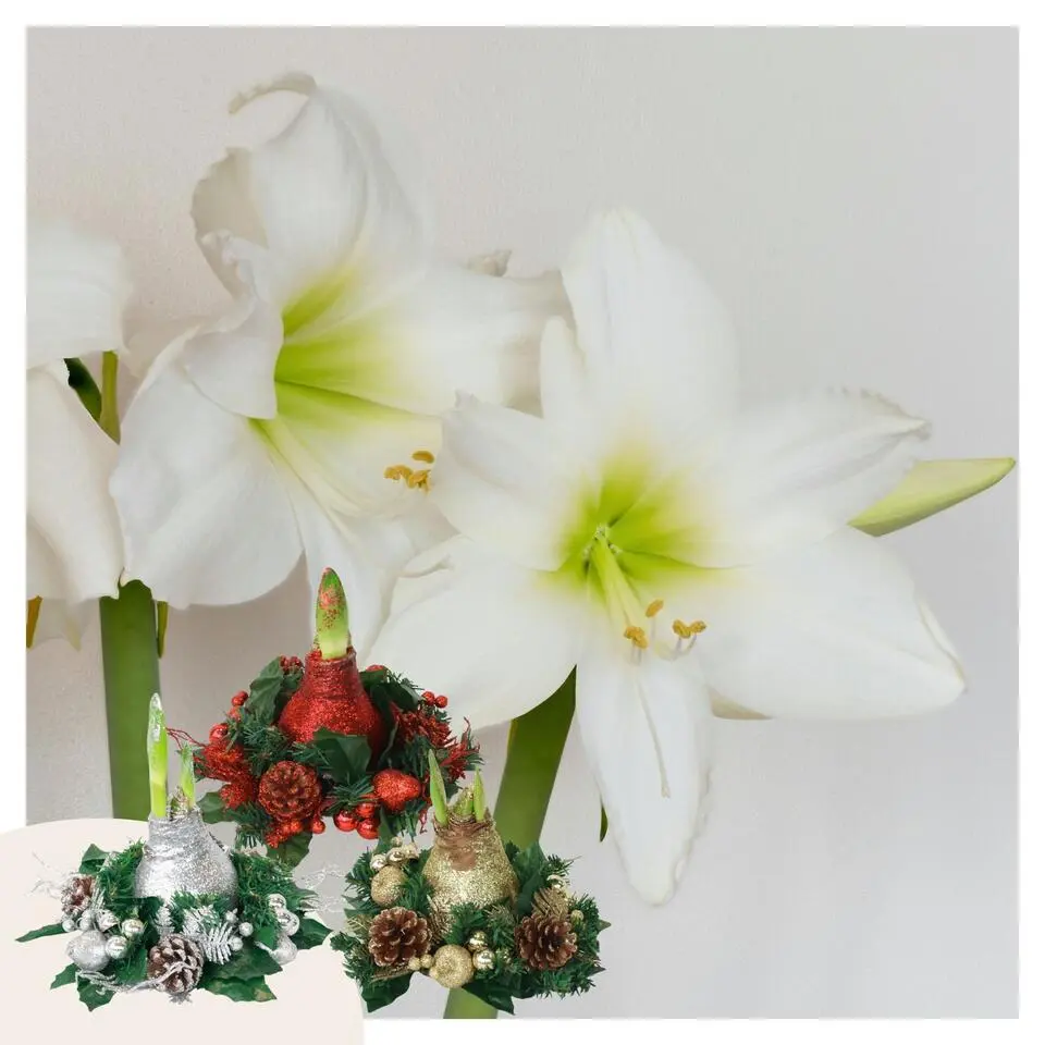 Amaryllis - Hippeastrum 'Kerstkransmix'