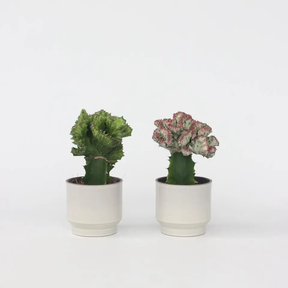 Euphorbia Cactus-set - Set van 2 - Euphorbia 'Lactea' - Hoogte 25-30cm - ⌀12cm