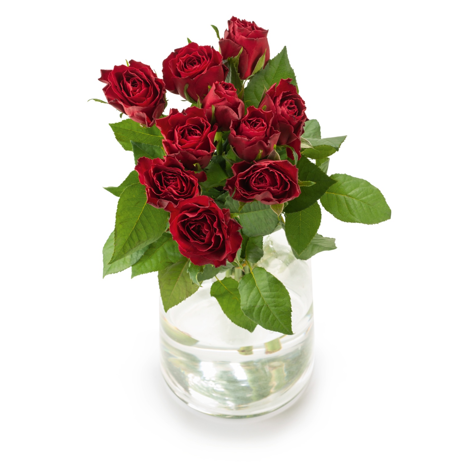 FAIRTRADE Edelrosen