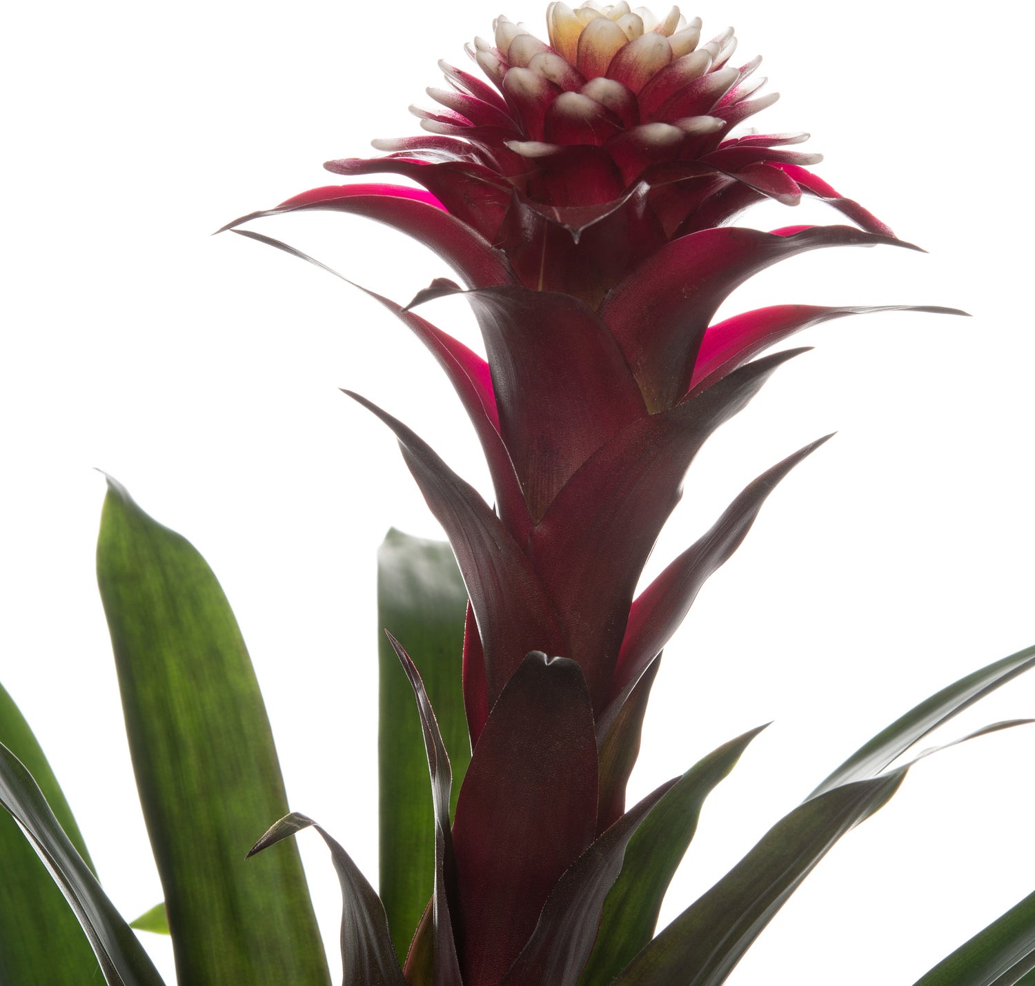 Guzmania (Guzmania 'Fransesca') D 12 H 35 cm