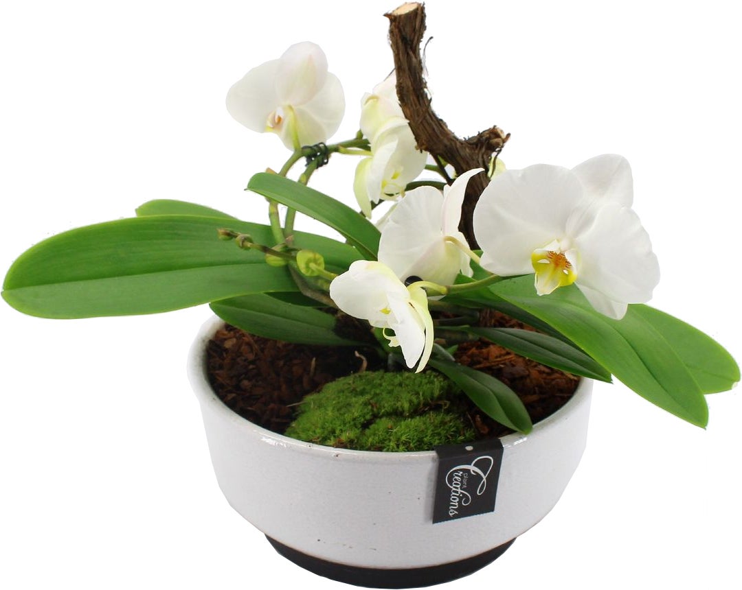 Intratuin Arrangement Rustiek Vlinderorchidee (Phalaenopsis) in schaal D 28 H 35 cm
