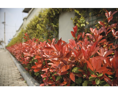 Loquat 'Robusta Compacta' Piramide FloraSelf Photinia fraseri 'Robusta Compacta' H 100-125 cm Co 20 L