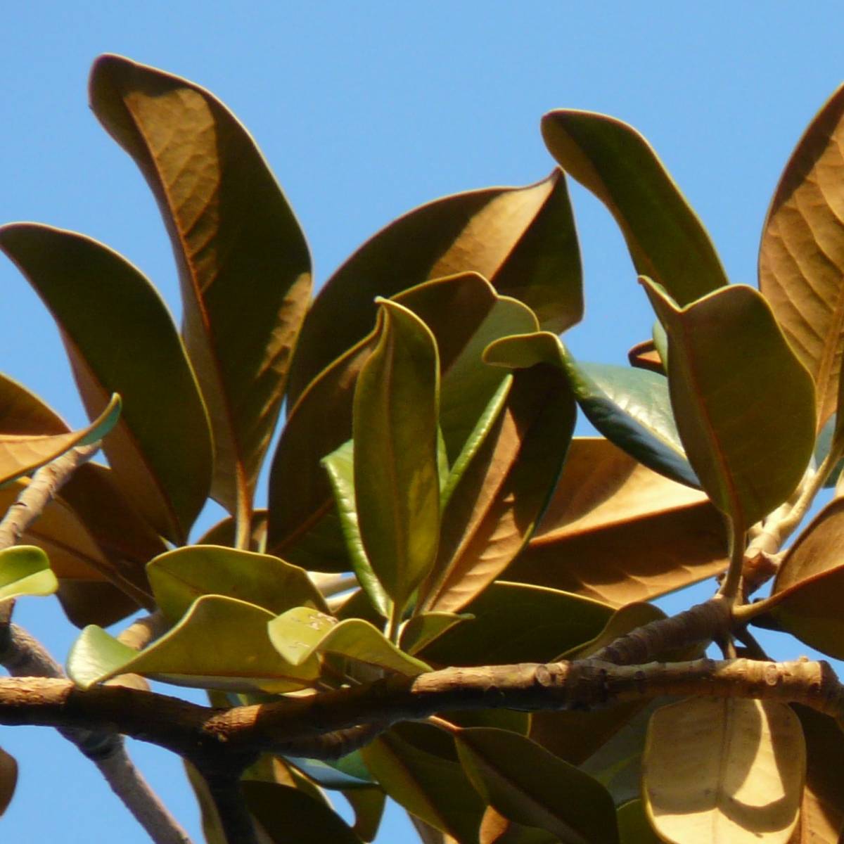 Magnolia à grandes fleurs grandiflora galissoniensis/magnolia grandiflora galissoniensis[-]pot de 4l - 40/60 cm