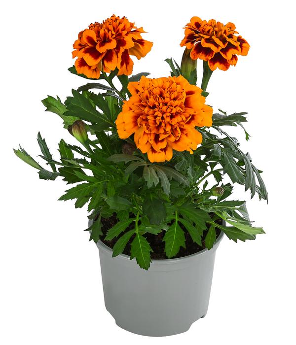 Studentenblume, verschiedene Farben