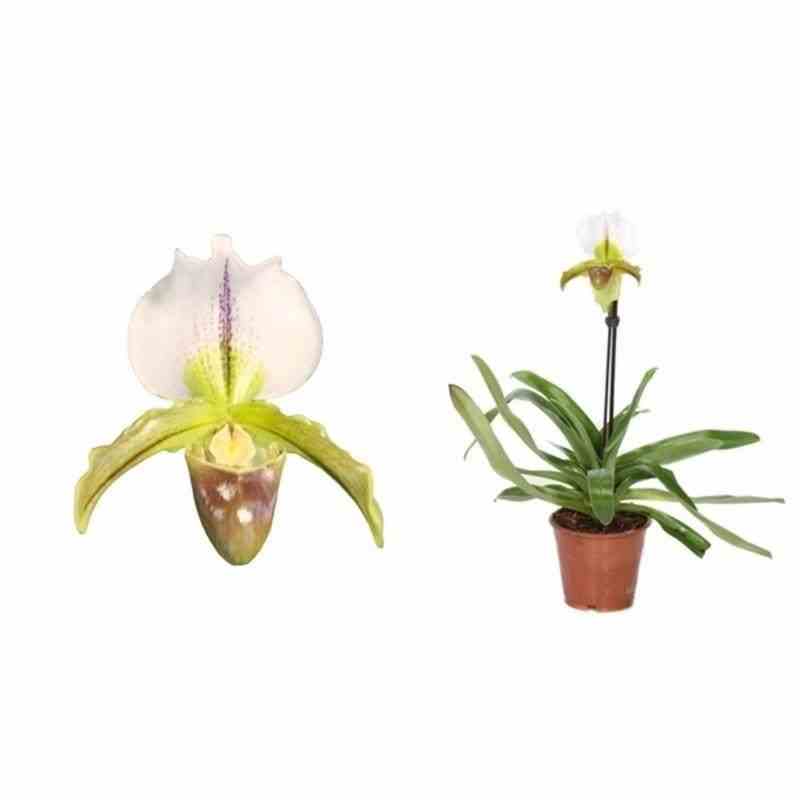 Paphiopedilum hybride (sabot de venus) taille pot de 0.5 litre - 20/30 cm