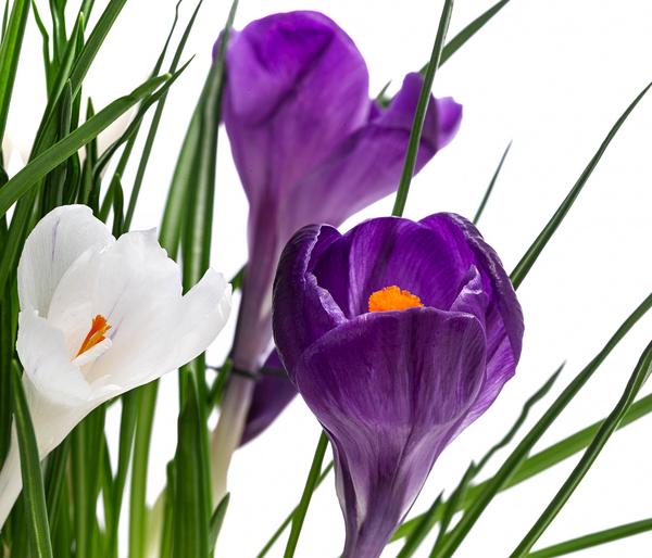 Krokus