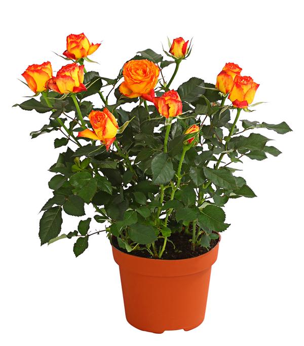 Großblütige Topfrose - Rosa chinensis,