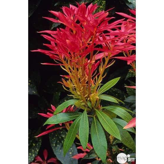 Pieris ' Forest Flame ' : Conteneur de 7,5 litres Hauteur 40/50 cm