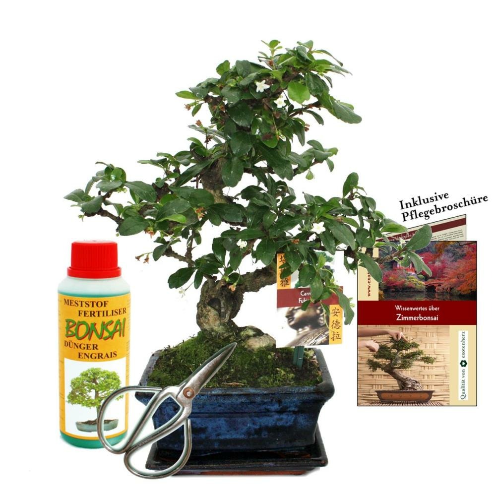 Coffret bonsaï bonsaï 