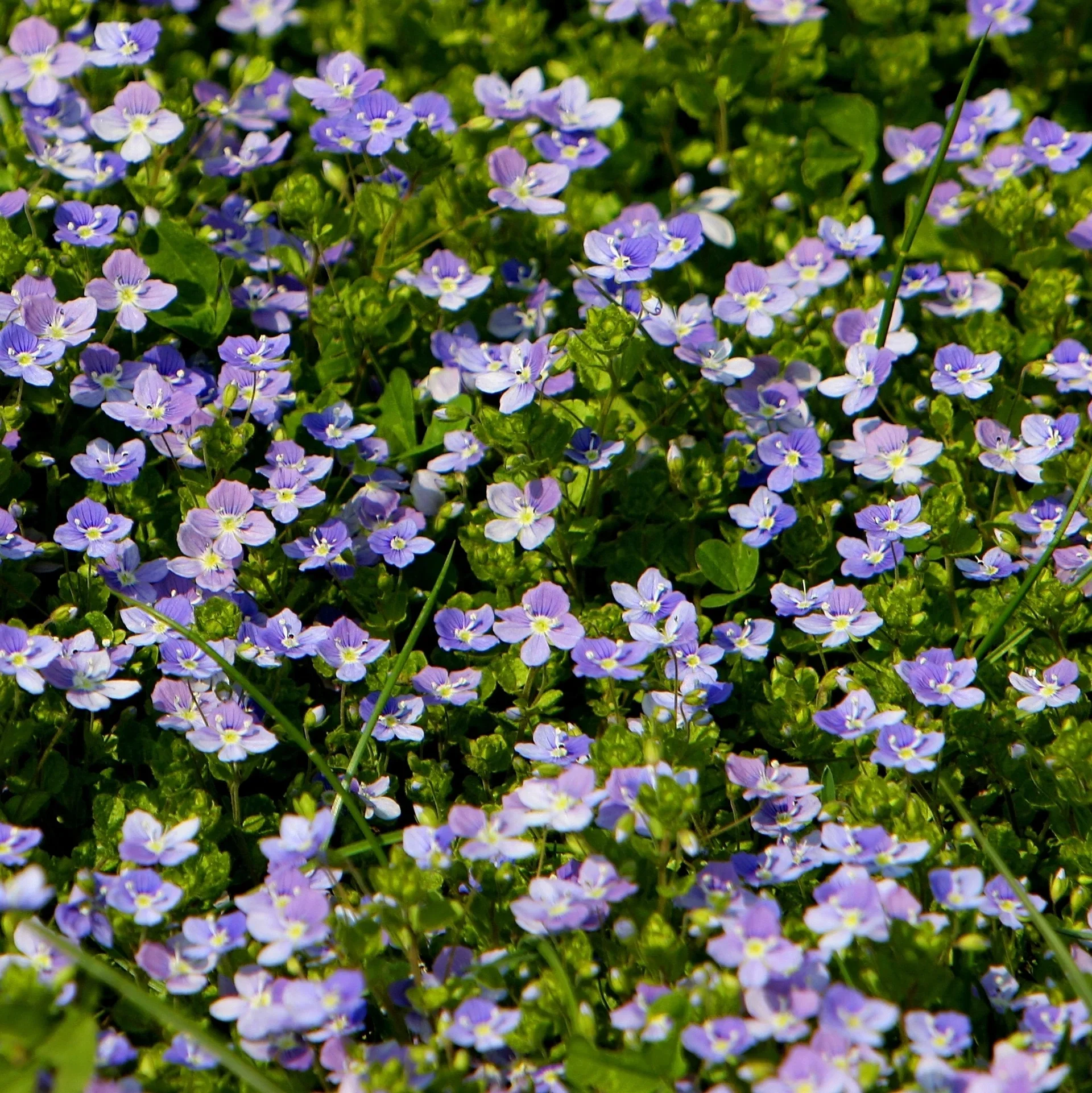 Veronica repens Krypveronika Ø17 cm