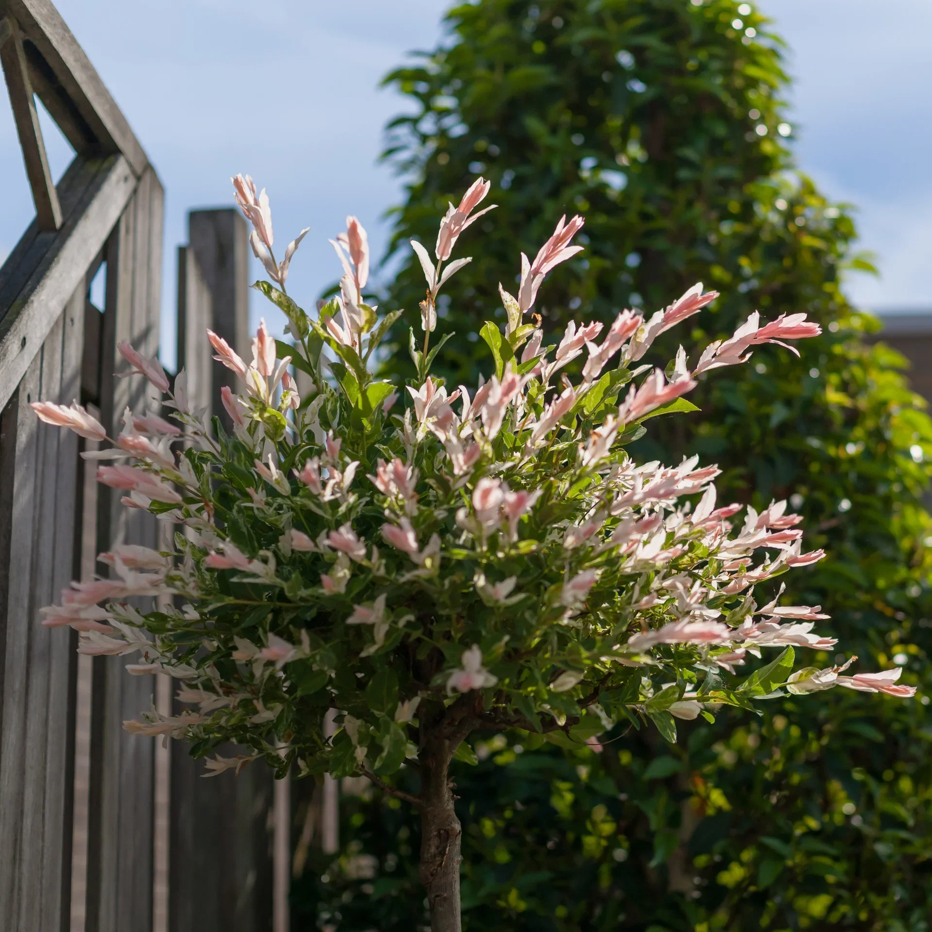 Salix integra 'Hakuro Nishiki' Japanvier ‘Hakuro Nishiki’ XXL Høyde 80-100 cm