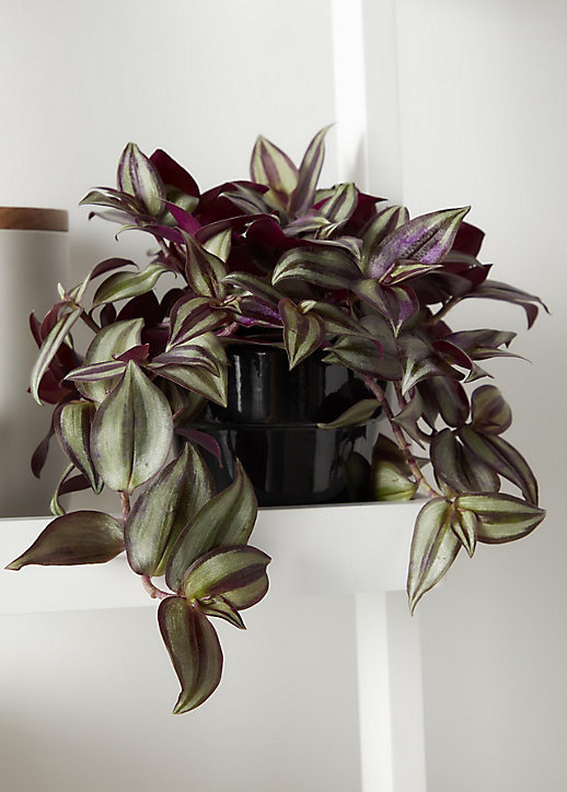 Misère violette en pot plastique 12cm