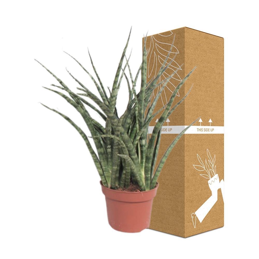 Plante d'intérieur - sansevieria fernwood punk 35.0cm