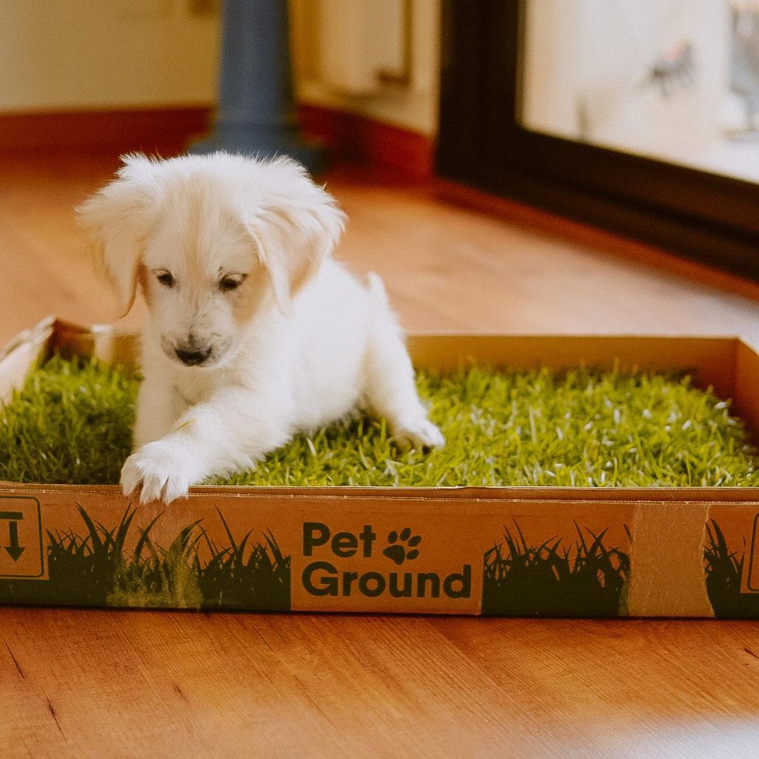 Cama para cães Petground com tapete absorvente, tapete aromático e grama natural.