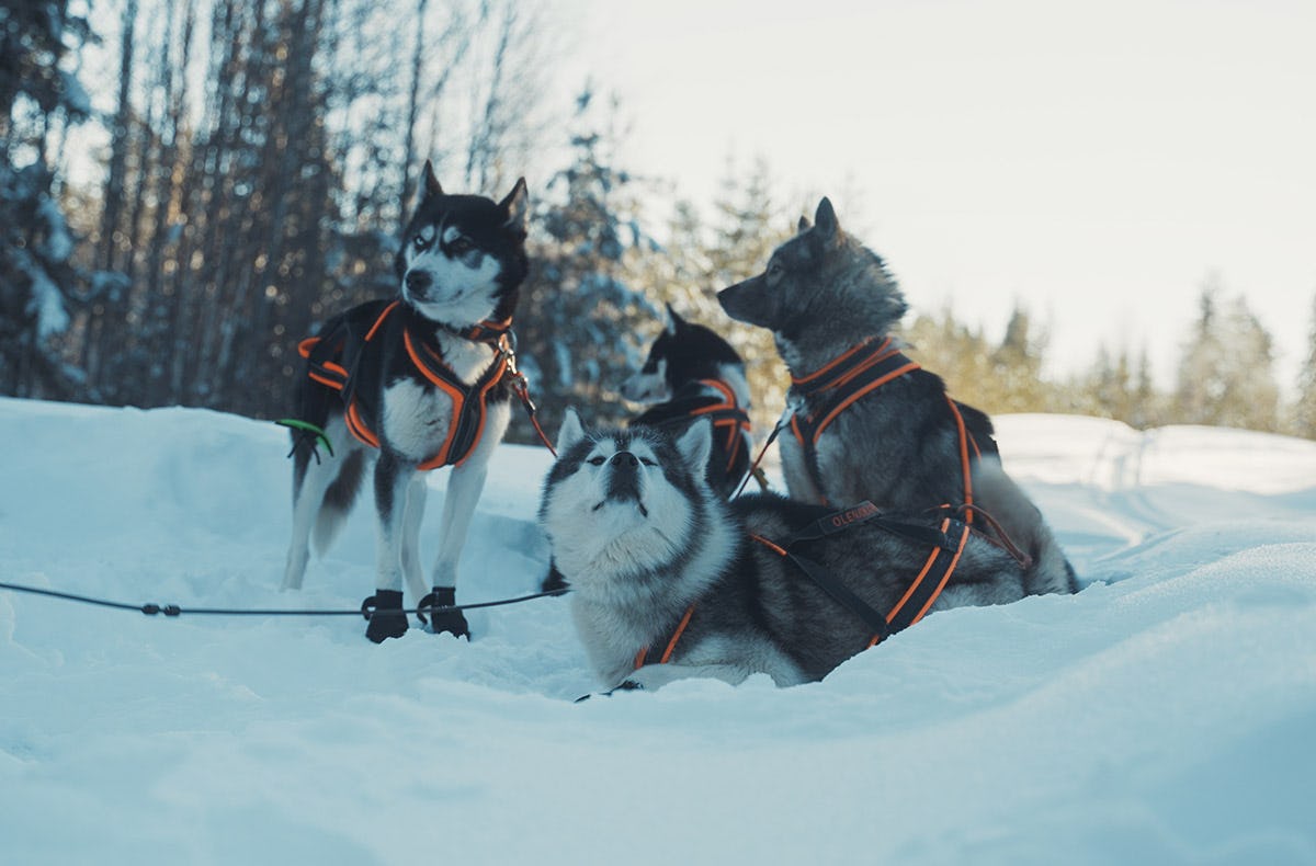 Abenteuerreise Lappland mit Hundeschlitten für 2 (2 Nächte)