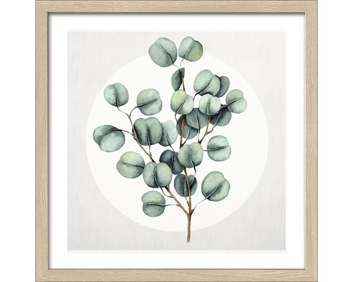 Ingelijste foto Eucalyptus III 33x33 cm