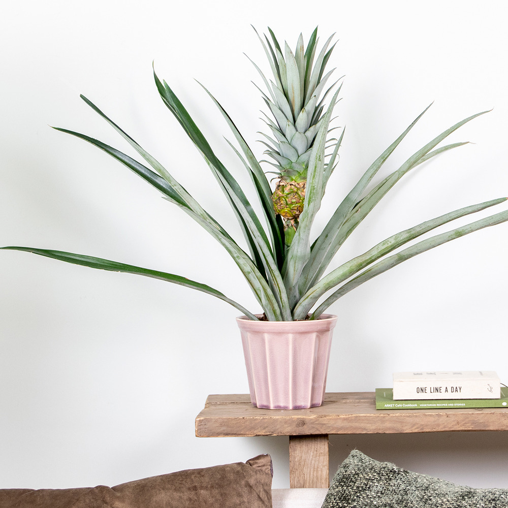 Ananas comosus 'champaca' – ananas – peu d'entretien – ⌀14 cm – ↕50-55 cm