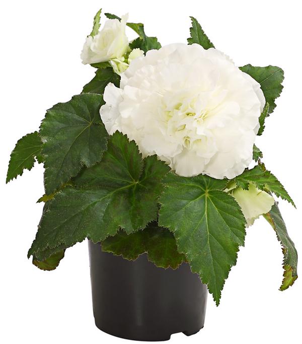 Knollenbegonie, verschiedene Farben