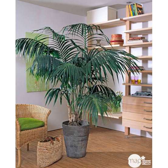 Kentia : H.180cm petit modèle pot