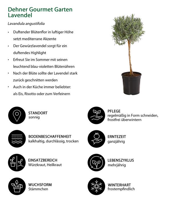 Dehner Gourmet Garten Lavendel, Hochstamm