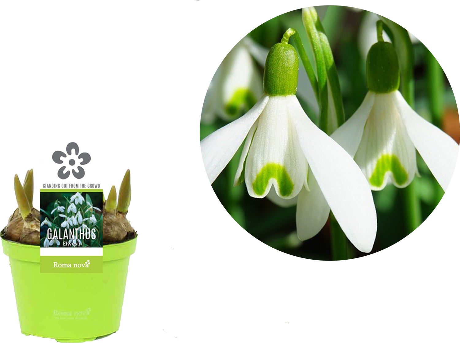 Groot sneeuwklokje (Galanthus elwesii) D 9 H 11 cm