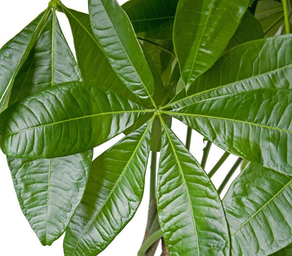 Glückskastanie - Pachira aquatica