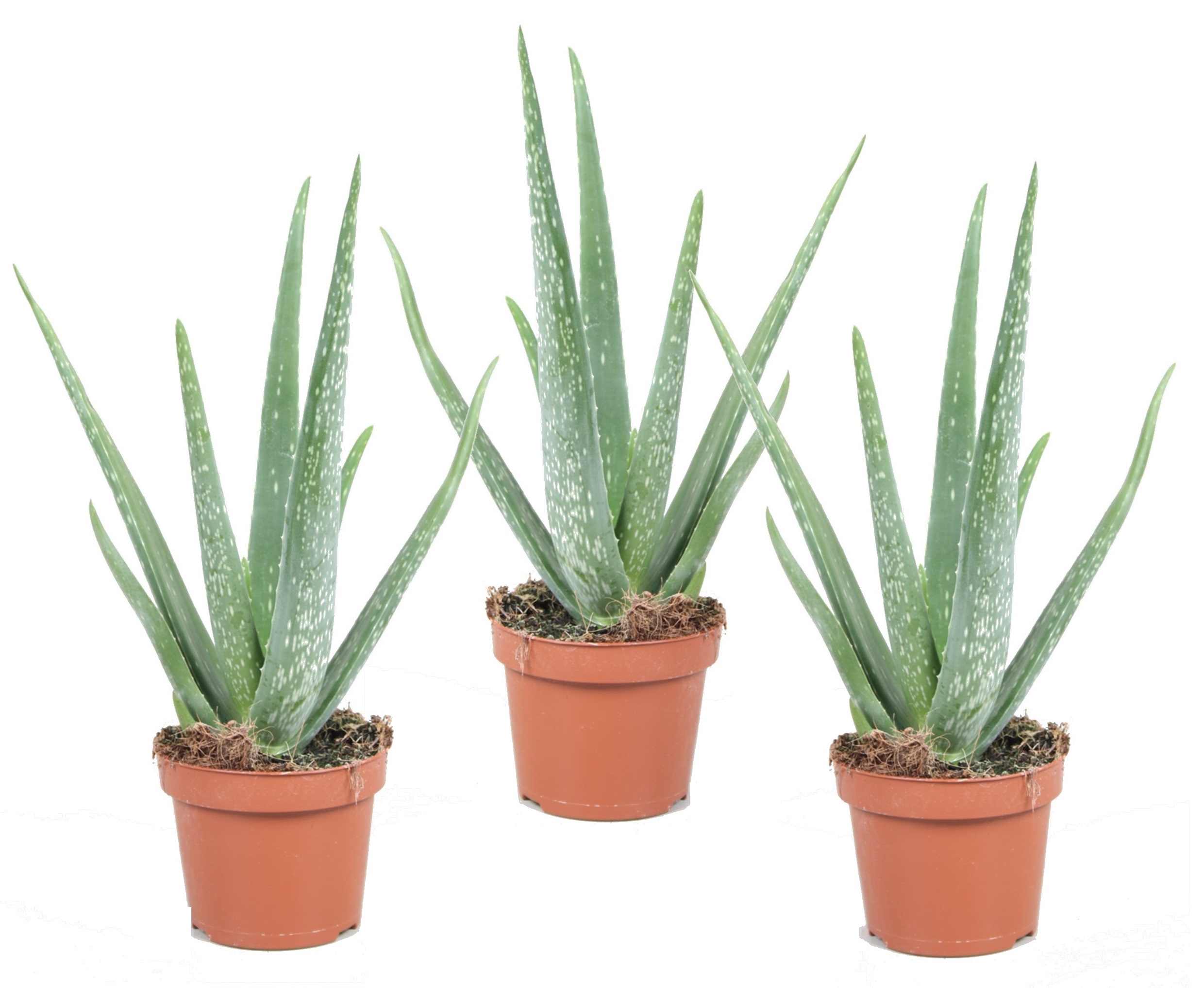Aloe vera - set de 3 - succulentes - pots 10,5cm - hauteur 25-40cm