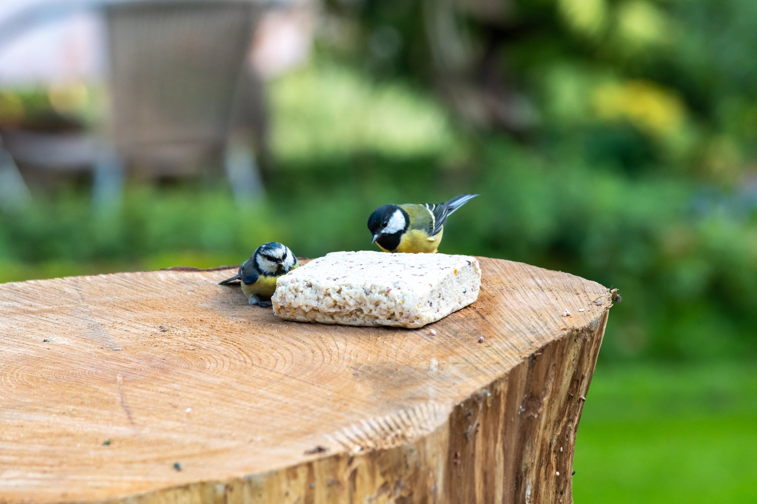 Vogelbescherming Nederland vetblok pinda 300 g
