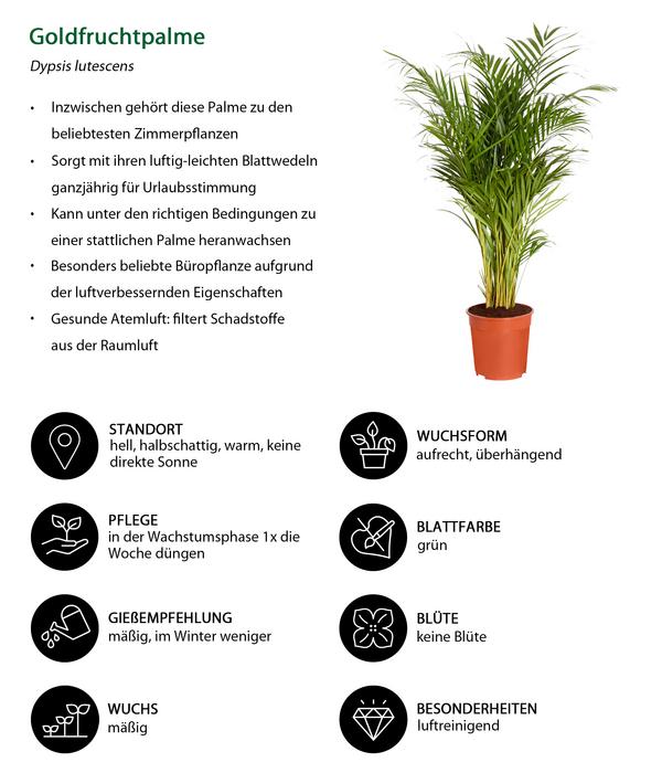 Goldfruchtpalme - Dypsis lutescens